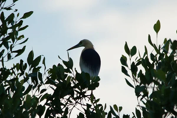 Ερωδιός Της Λίμνης Javan Ardeola Speciosa Είναι Ένα Περιπλανώμενο Πουλί — Φωτογραφία Αρχείου