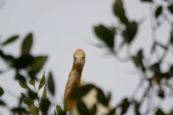 Der Kuhreiher Bubulcus Ibis Ist Eine Kosmopolitische Reiherart Familie Ardeidae — Stockfoto