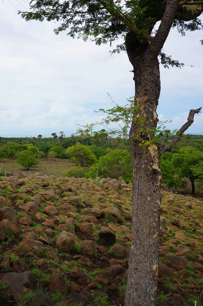 Plateau Com Algumas Árvores Sob Montanha Era Uma Vez Deserto — Fotografia de Stock