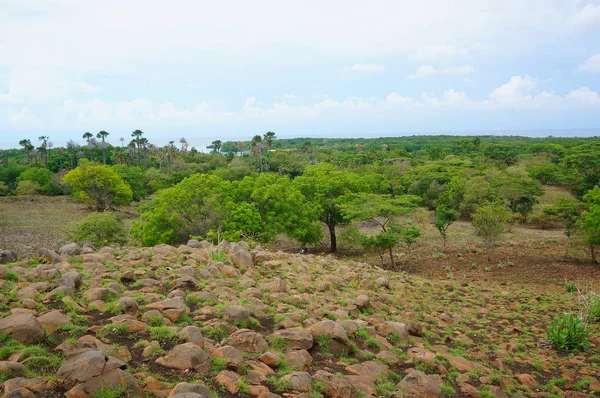 Plateau Com Algumas Árvores Sob Montanha Era Uma Vez Deserto — Fotografia de Stock