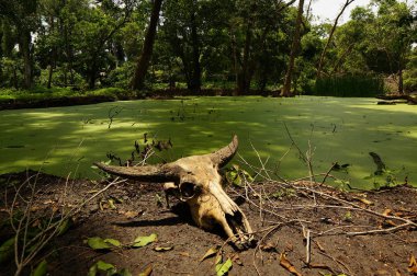 Savana 'nın hakimiyetinde kuru otlar ve dağ ve kanyon zeminine yayılmış birkaç ağaç vardır. Bazı savanada yaşayanların yiyecek aradıkları görülebilir..