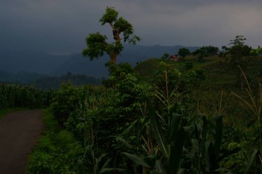 Savana 'nın hakimiyetinde kuru otlar ve dağ ve kanyon zeminine yayılmış birkaç ağaç vardır. Bazı savanada yaşayanların yiyecek aradıkları görülebilir..