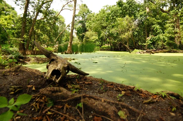 Savana 'nın hakimiyetinde kuru otlar ve dağ ve kanyon zeminine yayılmış birkaç ağaç vardır. Bazı savanada yaşayanların yiyecek aradıkları görülebilir..