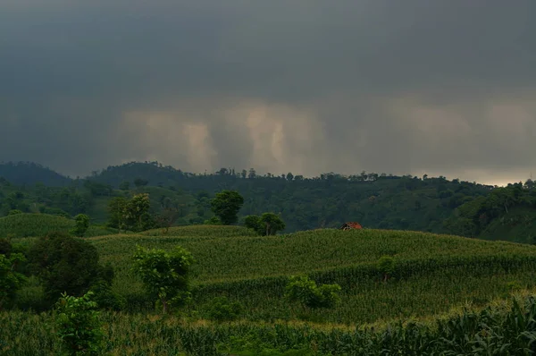 Savana Dominata Dall Erba Secca Alcuni Alberi Che Estendono Con — Foto Stock