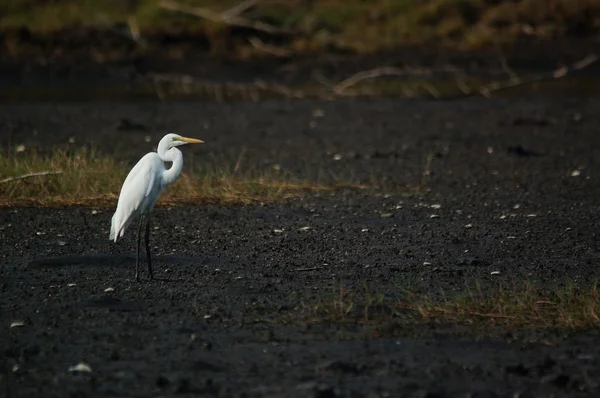 The great egret (Ardea alba) is a species of bird from the family Ardeidae, of the genus Egretta. This bird is a type of fish-eating birds, shrimp that have habitat in mangroves and sand, rice fields.