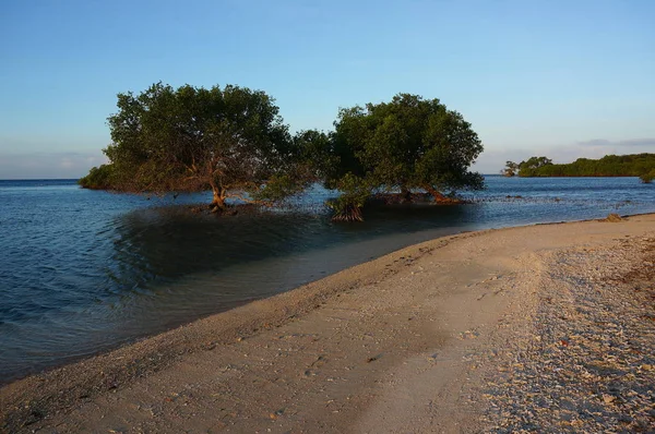 Sahilde Beyaz Kum Mangrov Bitkileri Hala Kalabalıktan Saklanıyor — Stok fotoğraf