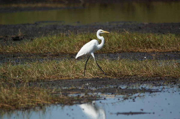 The great egret (Ardea alba) is a species of bird from the family Ardeidae, of the genus Egretta. This bird is a type of fish-eating birds, shrimp that have habitat in mangroves and sand, rice fields.