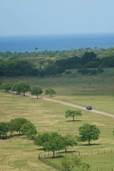 Savanna Κυριαρχείται Από Ξηρό Γρασίδι Και Μερικά Δέντρα Που Εξαπλώνονται — Φωτογραφία Αρχείου