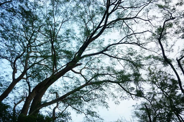 Cabang Pohon Dan Daunnya Serta Batang Pohon — Photo
