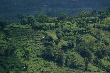 Dağın eteğinin altında birkaç ağaç olan plato bir zamanlar çorak bir yerdi.