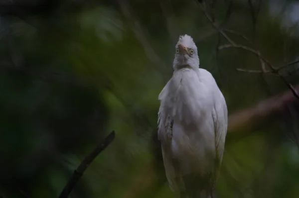 Szarvasmarhatojás Bubulcus Ibis Egy Kozmopolita Heronfaj Ardeidae Család Amely Trópusokon — Stock Fotó