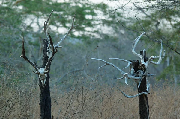Skulls of animals lying in the green valley of the wilderness