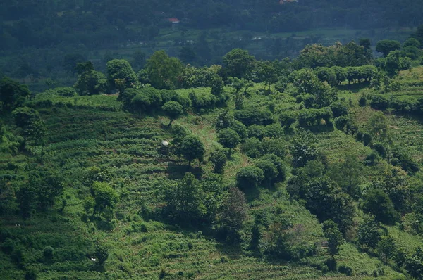 Dağın eteğinin altında birkaç ağaç olan plato bir zamanlar çorak bir yerdi.