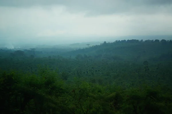 wilderness with the dominance of trees, grass and other plants in the mountains