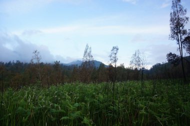Forest with several trees under the foot of the mountain and was once a wilderness