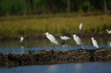 Sığır balıkçıl alanları