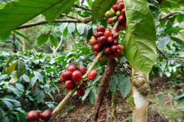 Kırmızı kahve meyvesi olgunlaşmış ve toplanmaya hazır.
