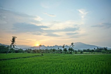 Pirinç yetiştirmek için kullanılan tarlalar ve hasat zamanı, teras ekme yöntemleriyle ekilen pirinç bitkileri.