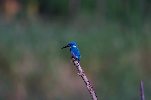 Cerulean Kingfisher Ramo — Fotografia de Stock