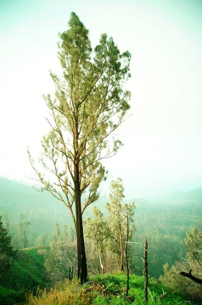 Deserto Com Domínio Árvores Grama Outras Plantas Nas Montanhas — Fotografia de Stock