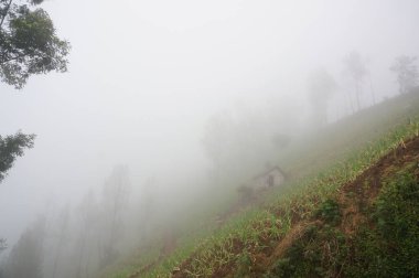 Pirinç tarlaları pirinç ekmek için sürülüp sulanan topraklardır. Çeltik tarlalarını sulamak için kaynak, nehir ve yağmur suyu sulama sistemleri kullanılır. Pirinç tarlaları dağın eteğinin altında..