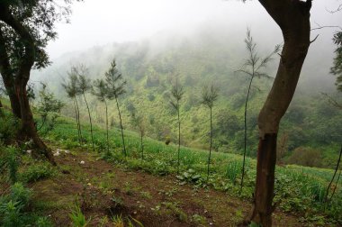 Pirinç tarlaları pirinç ekmek için sürülüp sulanan topraklardır. Çeltik tarlalarını sulamak için kaynak, nehir ve yağmur suyu sulama sistemleri kullanılır. Pirinç tarlaları dağın eteğinin altında..
