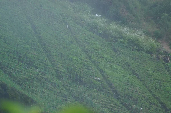 Rice fields are land that is tilled and irrigated for planting rice. To irrigate paddy fields, irrigation systems from springs, rivers or rainwater are used. Rice fields are under the foot of the mountain.