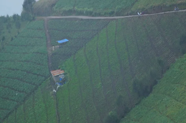 Pirinç tarlaları pirinç ekmek için sürülüp sulanan topraklardır. Çeltik tarlalarını sulamak için kaynak, nehir ve yağmur suyu sulama sistemleri kullanılır. Pirinç tarlaları dağın eteğinin altında..
