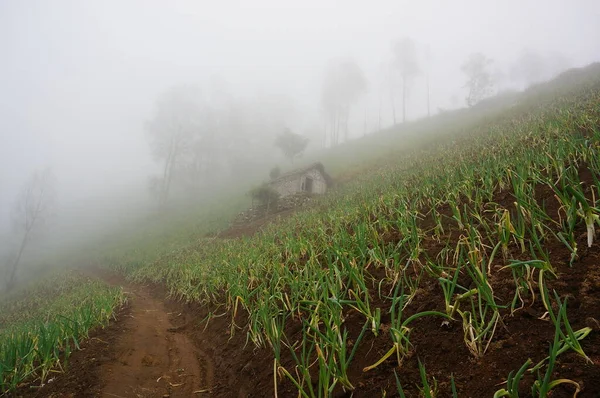 Pirinç tarlaları pirinç ekmek için sürülüp sulanan topraklardır. Çeltik tarlalarını sulamak için kaynak, nehir ve yağmur suyu sulama sistemleri kullanılır. Pirinç tarlaları dağın eteğinin altında..