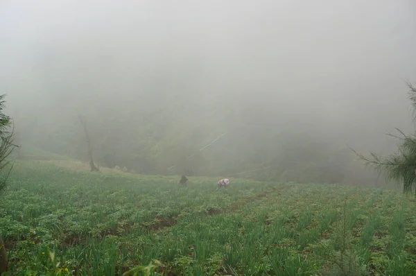 Rice fields are land that is tilled and irrigated for planting rice. To irrigate paddy fields, irrigation systems from springs, rivers or rainwater are used. Rice fields are under the foot of the mountain.