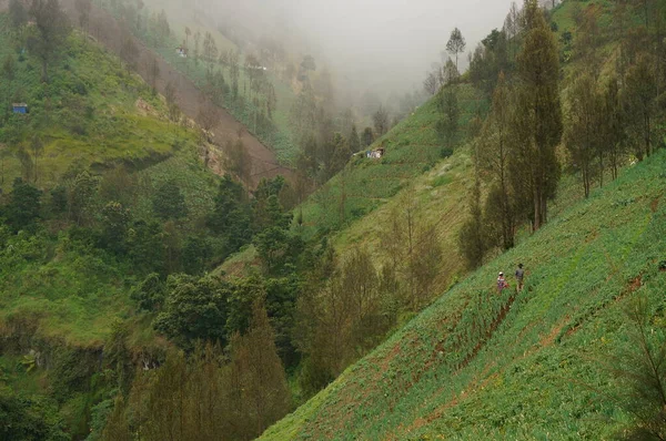 Pirinç tarlaları pirinç ekmek için sürülüp sulanan topraklardır. Çeltik tarlalarını sulamak için kaynak, nehir ve yağmur suyu sulama sistemleri kullanılır. Pirinç tarlaları dağın eteğinin altında..