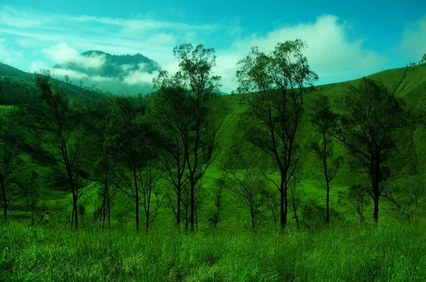 Plateau Mit Ein Paar Bäumen Unter Dem Fuß Des Berges — Stockfoto
