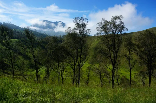 Plateau Mit Ein Paar Bäumen Unter Dem Fuß Des Berges — Stockfoto