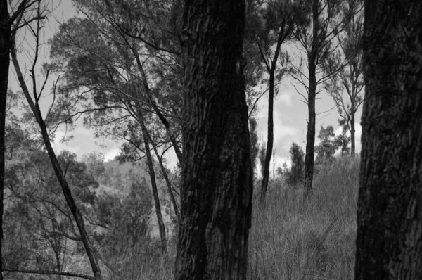 Пустеля Домінуванням Подібних Зелених Дерев Щороку — стокове фото