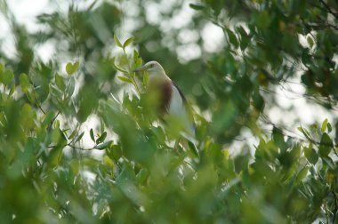 Javan havuzu balıkçıl (