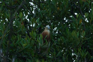 Javan havuzu balıkçıl (