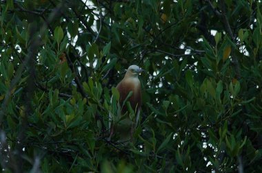 Javan havuzu balıkçıl (