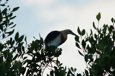 Javan havuzu balıkçıl (
