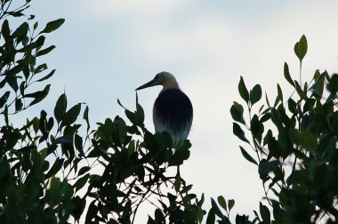 Javan havuzu balıkçıl (