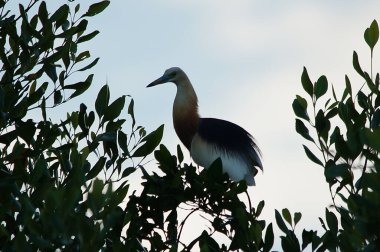 Javan havuzu balıkçıl (