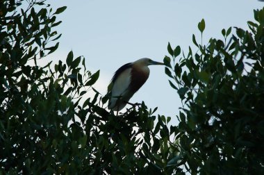 Javan havuzu balıkçıl (