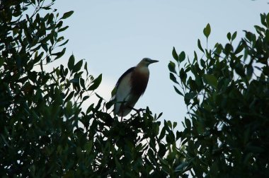 Javan havuzu balıkçıl (