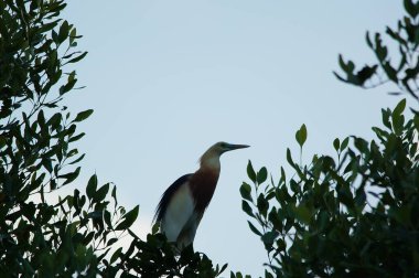 Javan havuzu balıkçıl (