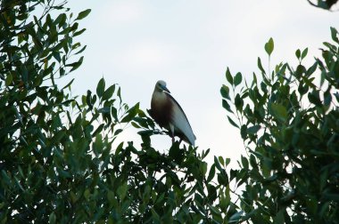 Javan havuzu balıkçıl (