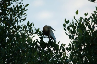 Javan havuzu balıkçıl (