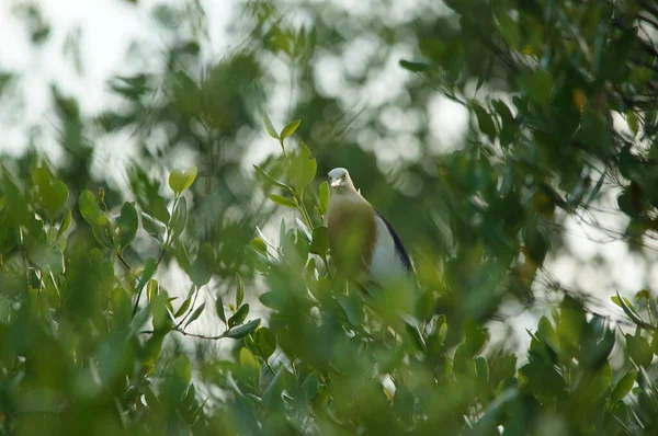 Javan Lagoa Garça Ardeola Speciosa Uma Ave Náutica Família Heronfamily — Fotografia de Stock