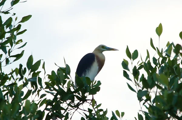 Javan Lagoa Garça Ardeola Speciosa Uma Ave Náutica Família Heronfamily — Fotografia de Stock