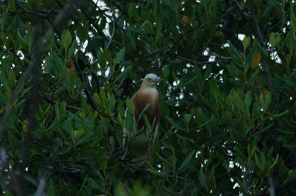 Javan havuzu balıkçıl (