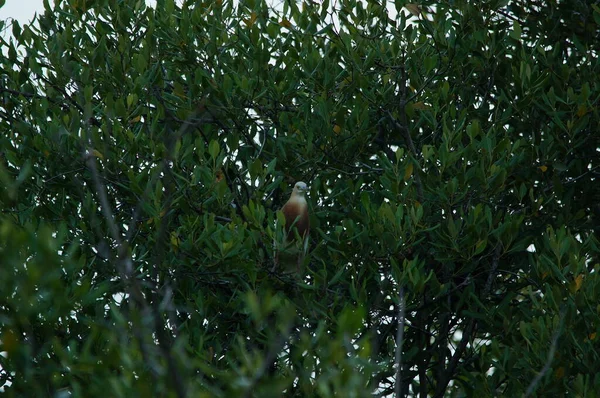 Javan Lagoa Garça Ardeola Speciosa Uma Ave Náutica Família Heronfamily — Fotografia de Stock