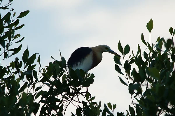 Javan havuzu balıkçıl (